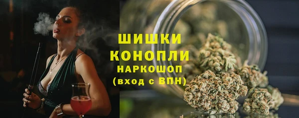 индика Ельня