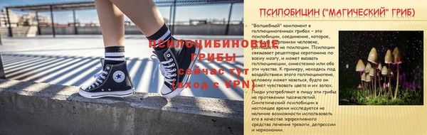 индика Ельня